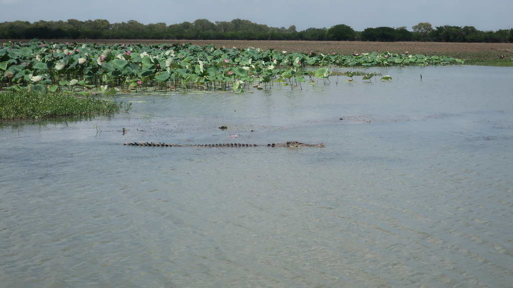 A crocodile partially submerged in water near vegetation.