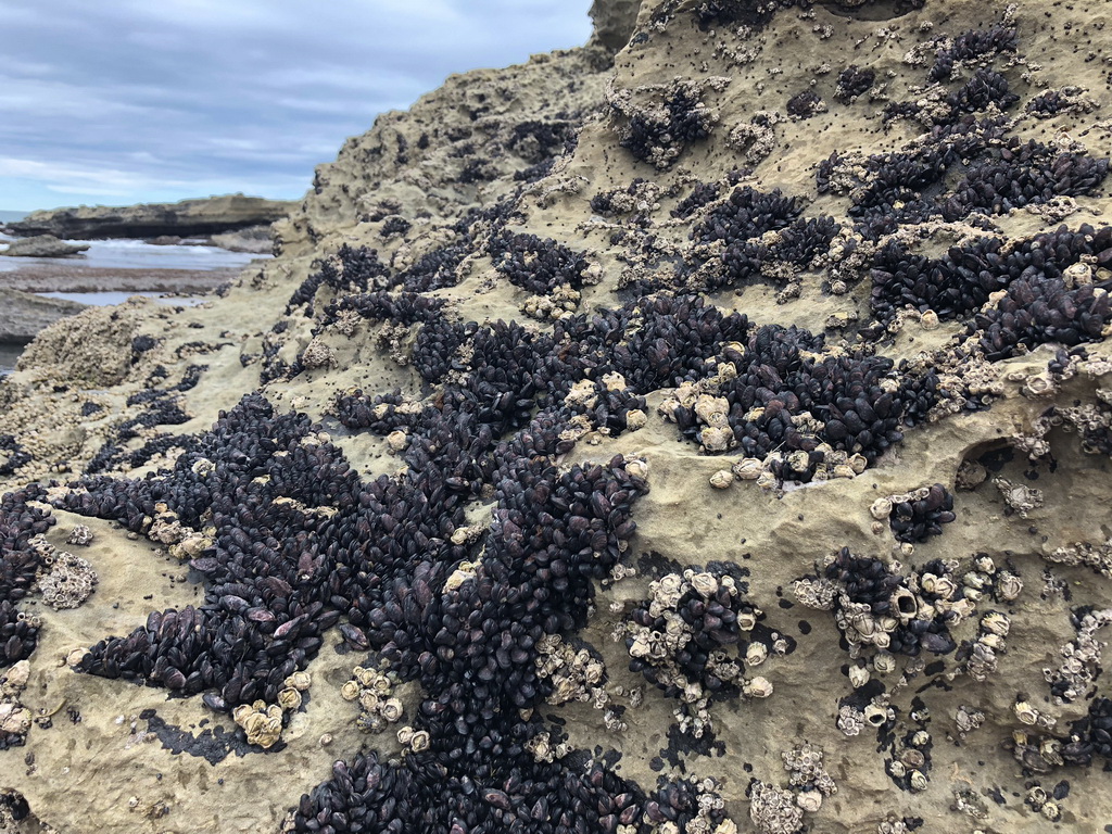 Clusters of mussels attached to a rocky shore.