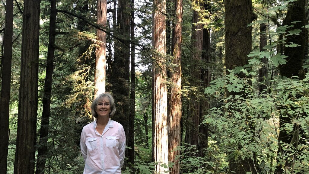 Person standing in a forest surrounded by tall trees and greenery.
