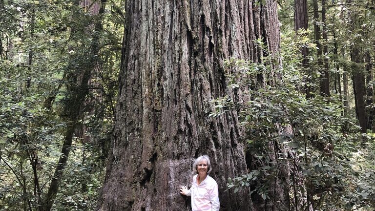 Person standing beside a massive tree in a dense forest.