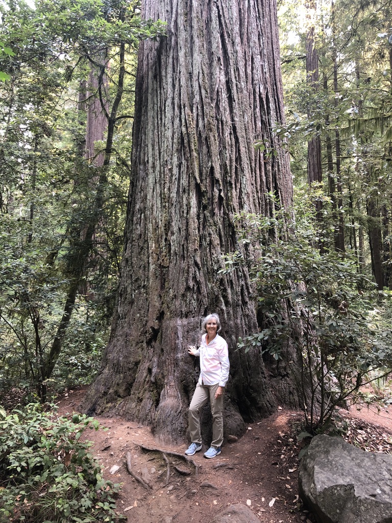 Person standing beside a massive tree in a dense forest.