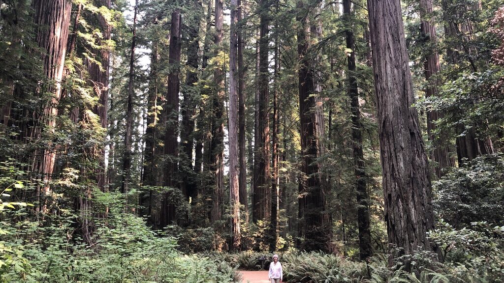 Person walking on a red path through a dense forest of tall trees.