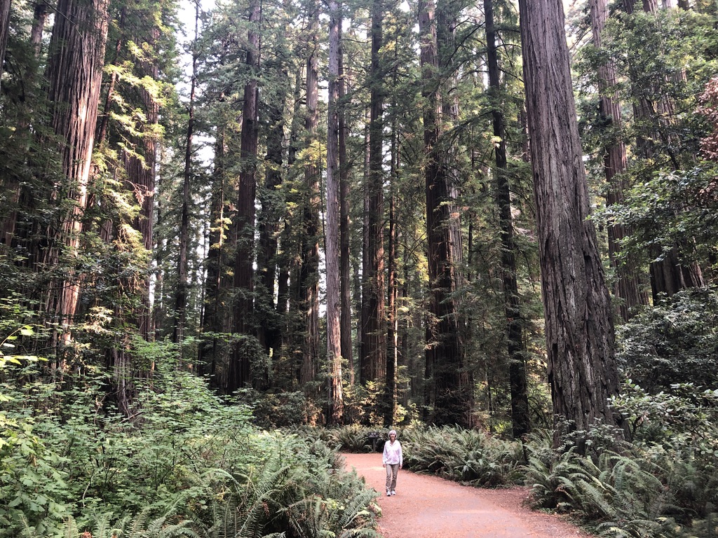 Person walking on a red path through a dense forest of tall trees.