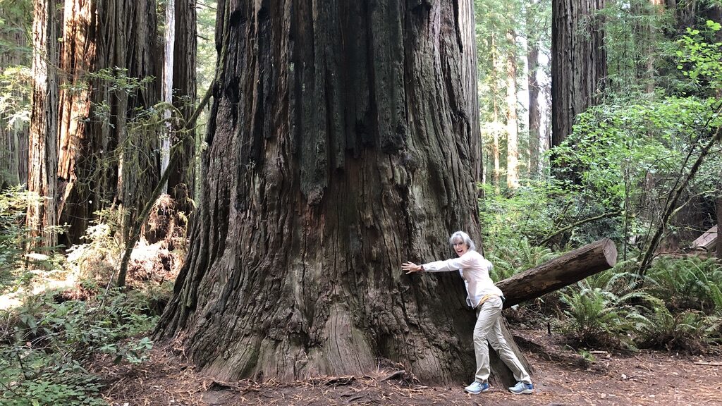 Person standing beside a massive, ancient tree in a forest.