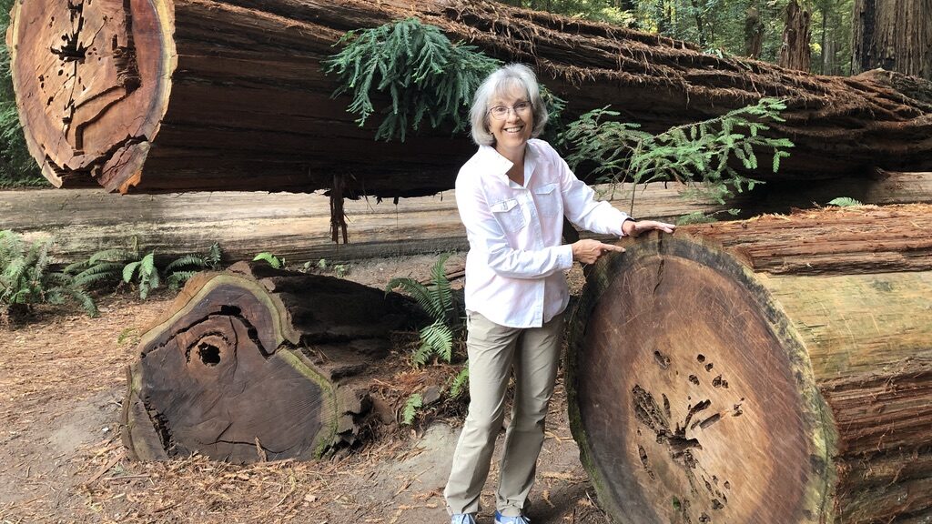 Elderly woman posing with massive fallen redwood trees in a forest.