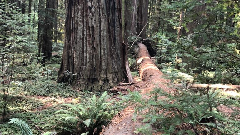 Person sitting on a fallen tree trunk in a dense forest.