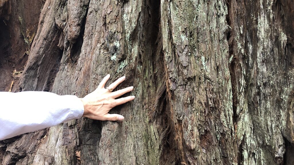 A hand touching the bark of a large tree trunk.