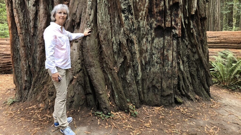 Person standing beside a massive tree trunk in a forest.