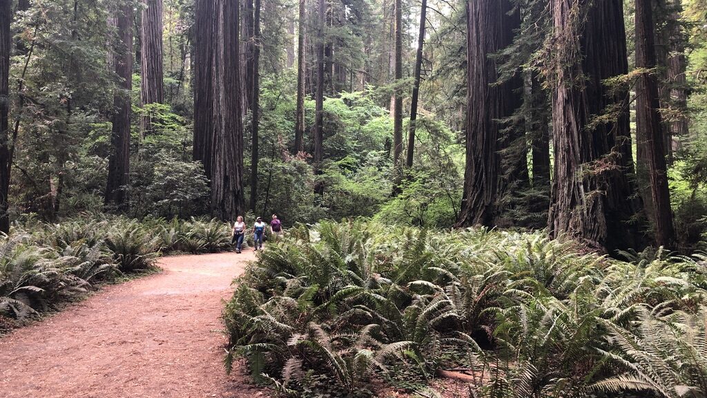 A peaceful forest trail surrounded by tall trees and lush greenery.