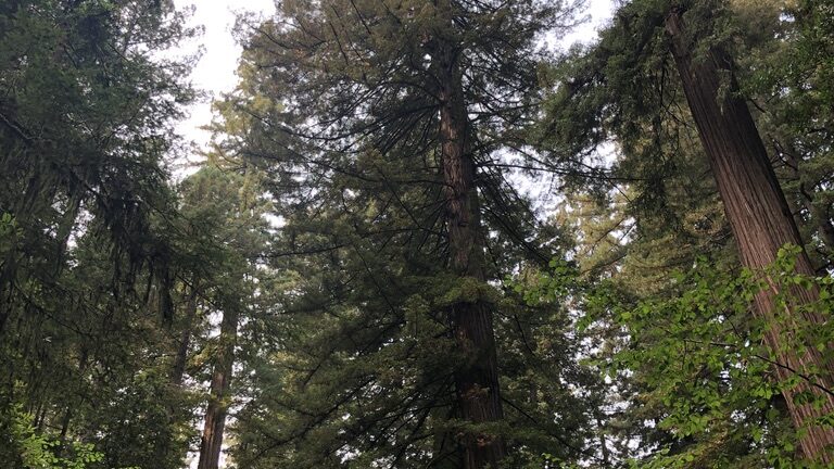 Tall trees reaching toward the sky in a dense forest.