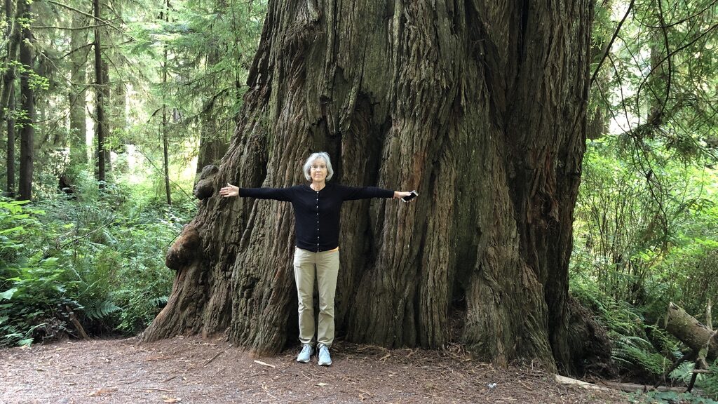 Person embracing a giant tree trunk in a lush forest.
