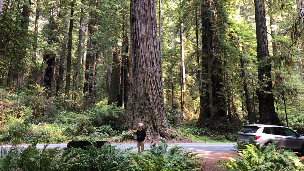 Person standing in front of a giant redwood tree in a dense forest.