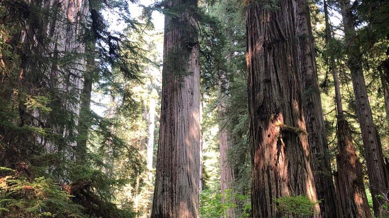 Tall ancient trees in a dense forest with sunlight filtering through.