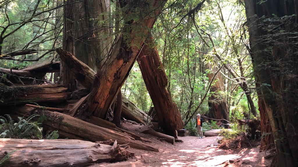 A person walking near giant fallen tree trunks in a forest.