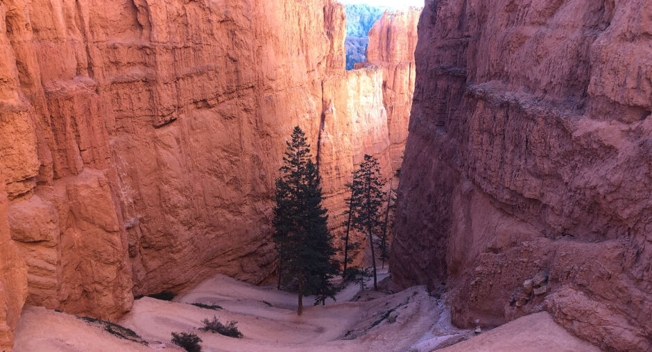 Tall pine trees growing in a narrow canyon with orange rock walls.