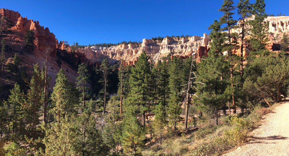 Scenic view of pine trees with a rocky cliff under a clear blue sky.
