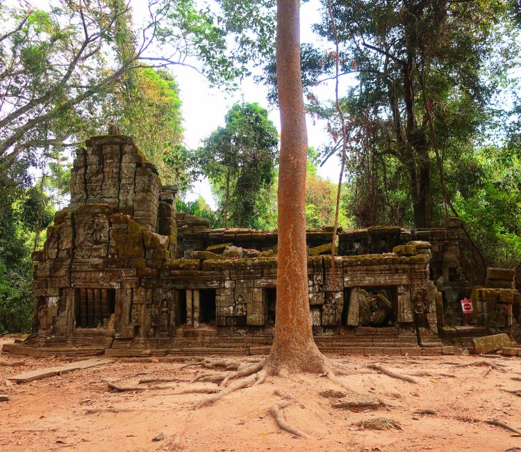 Ancient stone ruins nestled in a lush forest with towering trees.