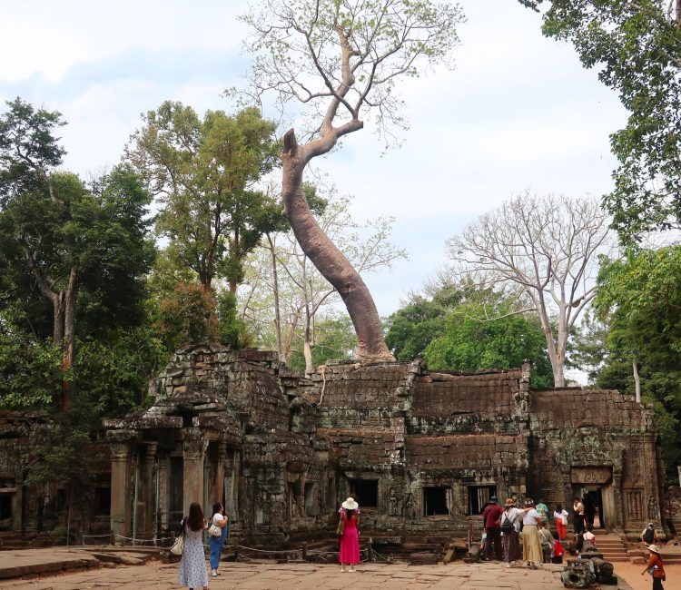 Ancient temple ruins with a large tree growing through the stone structure.