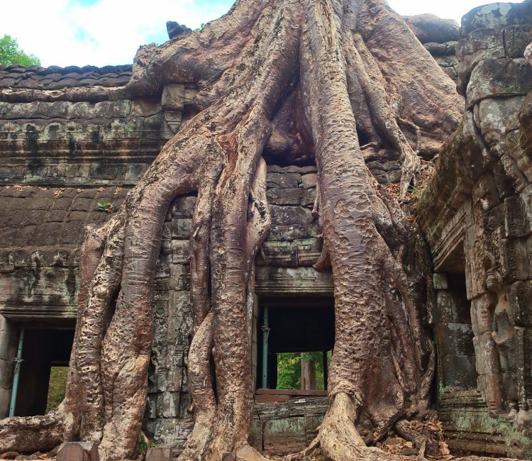 Ancient temple walls enveloped by massive tree roots.