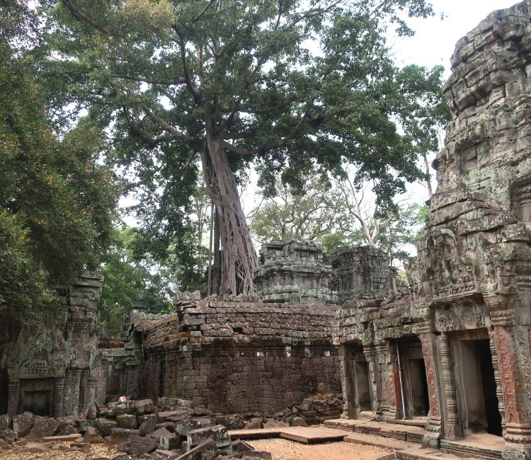 Ancient stone ruins intertwined with large tree roots under a cloudy sky.