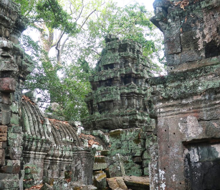 Ancient stone ruins overgrown with trees in a dense jungle.