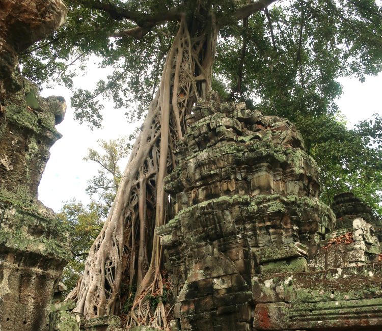 Ancient stone faces entwined with tree roots at a historic temple.
