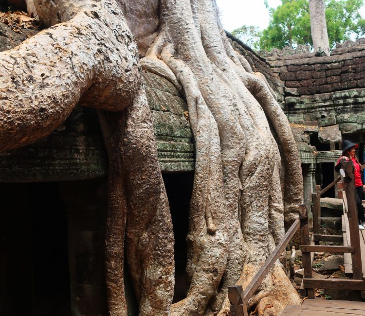 Ancient tree roots enveloping a stone structure in a historic site.