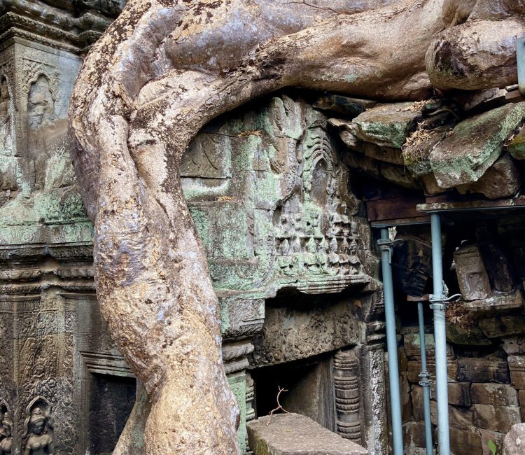 Massive tree roots envelop ancient stone carvings at a historic temple.